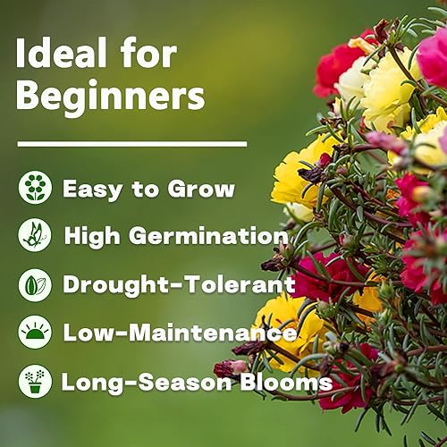 Miniatura 4 de Portulaca Grandiflora & Moss Rose Seeds | Más de 10,000 semillas anuales de reliquia sin OMG para plantar rosas musgo, jardines de rocas y rosas