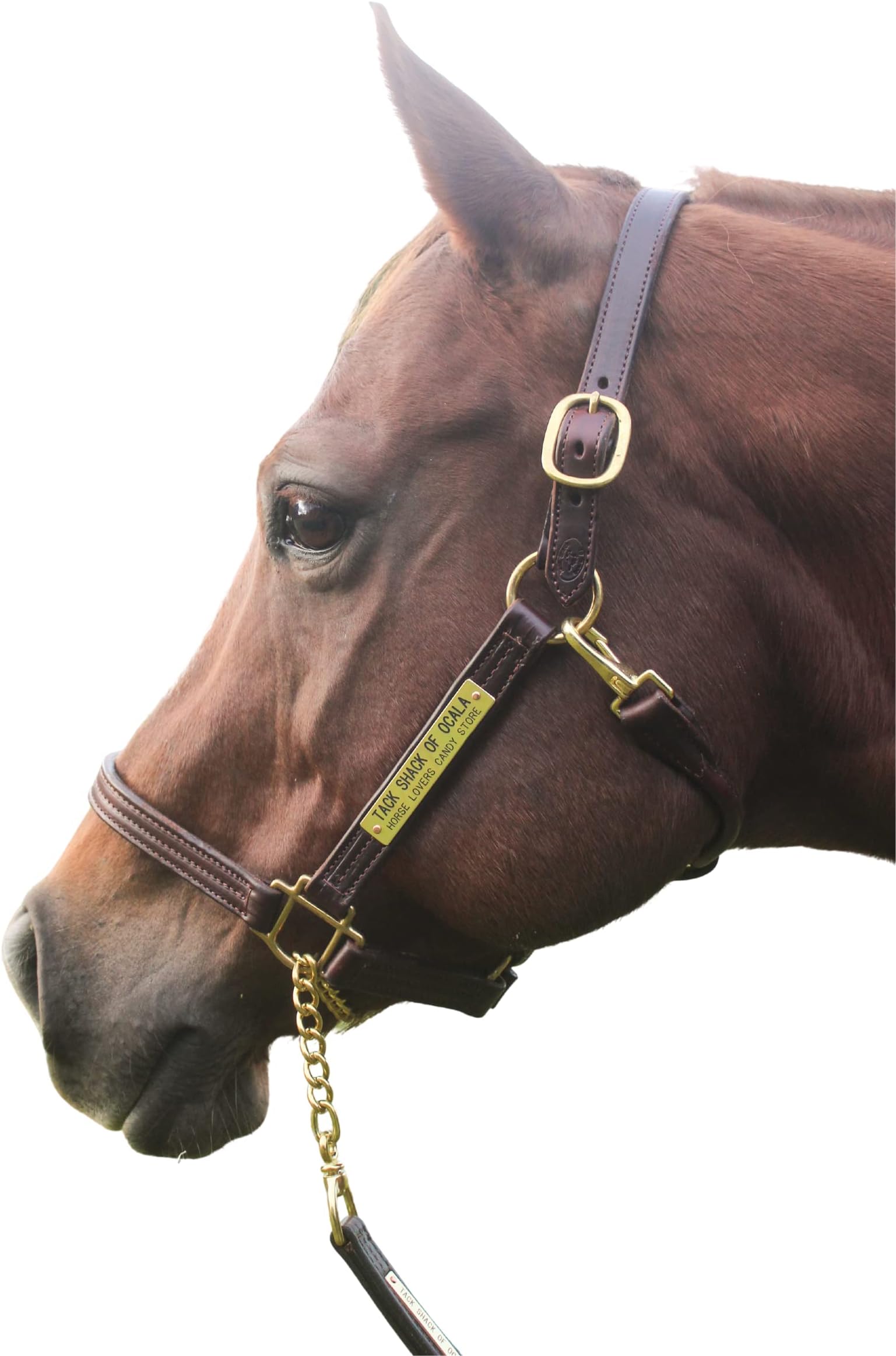- Tack Shack of Ocala Leather Halter for Horses with Customized Engraved Name Plate Option Halter for Horse | Brown/Brass, Black/Brass, Black/Chrome Options