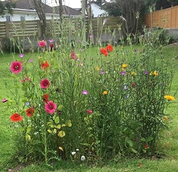 Multi Pack Dwarf Wildflower Seeds Mix, Bee and Butterfly Friendly, No Grass, Meadow Flower Mix for UK Gardens (Dwarf & Normal 10g (2packs))