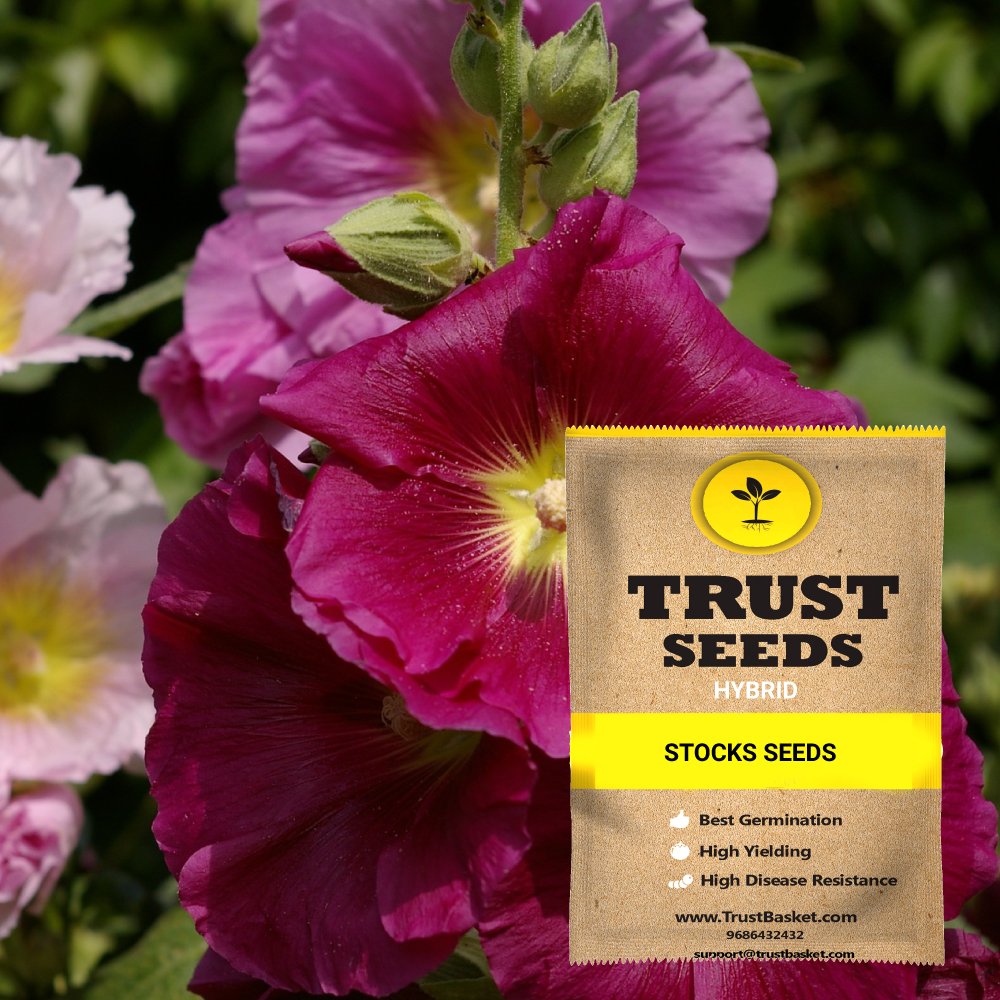 TrustBasket Premium Gerbera Mixed Flowers Seeds (Hybrid) | Sow and Grow Fresh Healthy Seed in Your Garden Perfect for Home & Terrace Gardening High Germination Seeds