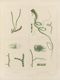 Cryptogamic botany of the Antarctic voyage of H.M. Discovery ships Erebus and Terror in the years 1839 Pl.62 Unframed Art Print Giclee Poster by Walter Hood Fitch - Ready for Framing with Customization Sizes