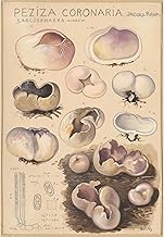 ArtDirect Peziza coronaria (1915-1945) Unframed Art Print Giclee Poster by Hans Walty - Ready for Framing with Customization Sizes 7x10, 10x14, 14x20, 24x35, 33x48 and 41x60 inches