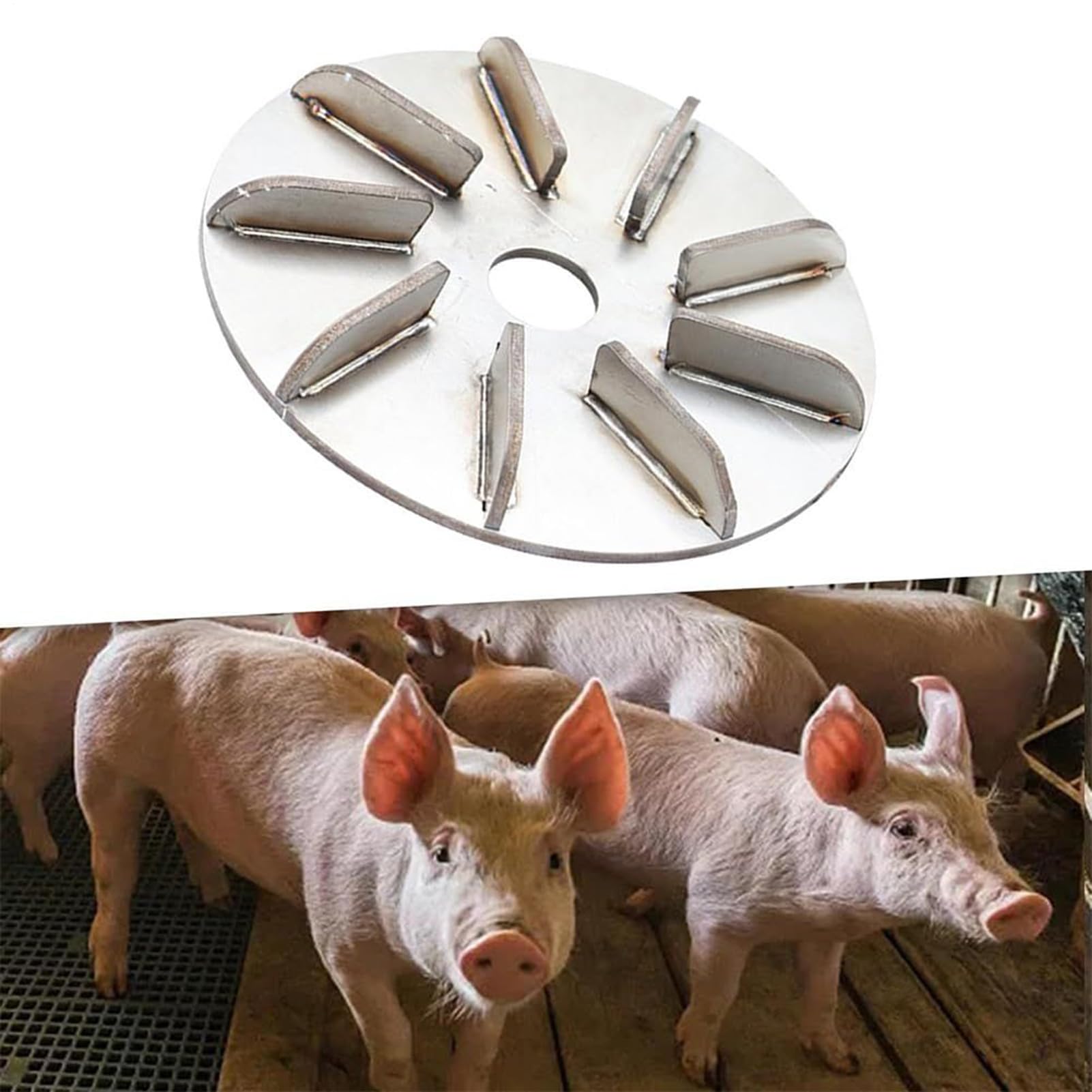 Disco raschietto per la rimozione dei dei maiali, facile da pulire, 10 cm, strumento per raschietto per suini, rimozione di maiale, leggero, per galline, galli, pollo, , pecora, pollame