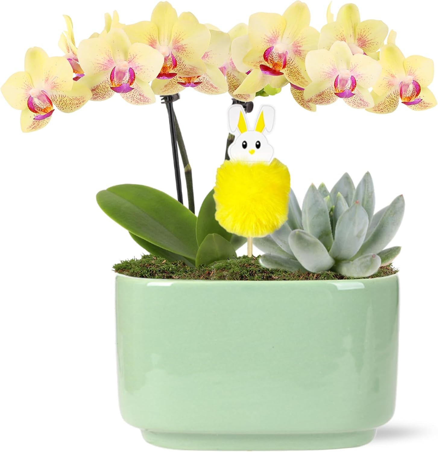 Green Circle Growers Yellow Orchid with Succulent in a 4" Jan-Sage Green Pot with Bunny Pick, Live Indoor Plants, House Plants
