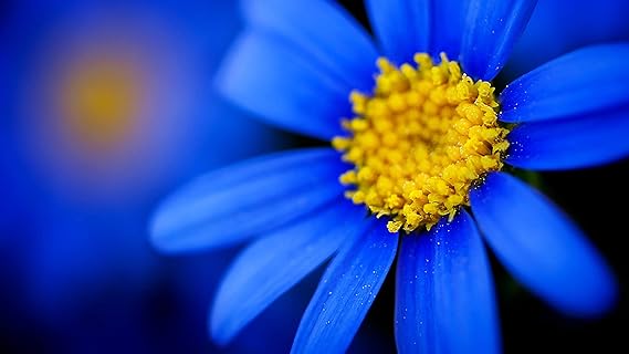 ISEE 360 Attractive Sunflower Blossom Wall Laminated Posters for Home Living Kids Study Bed Room Kitchen Office Decor Stylish Printed Wall Poster 300 GSM L X H 18 X 12 Inches