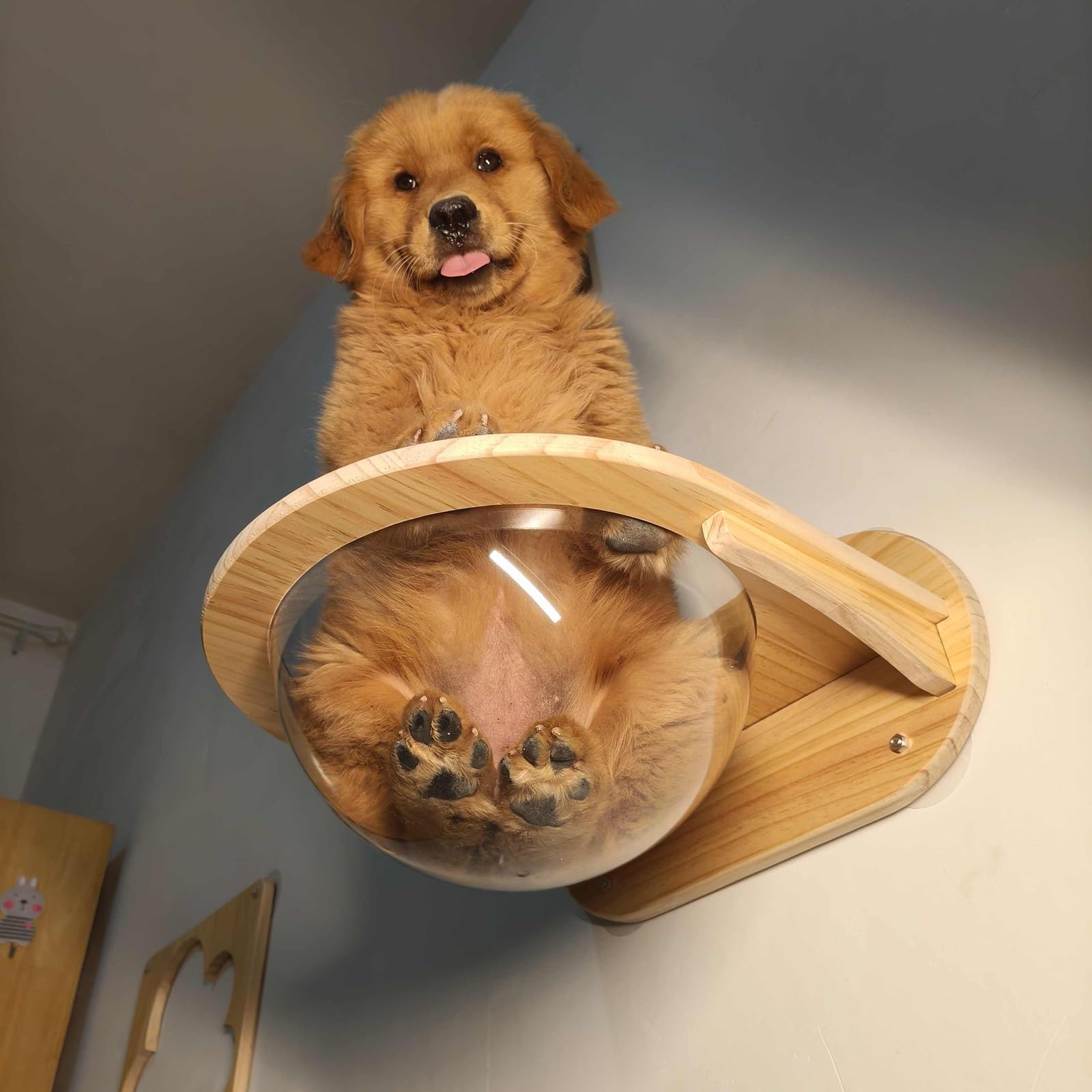 Mensole da parete in legno trasparente, letto a capsula per gatti, mobili per interni, posatoio per riposare e giocare comodamente