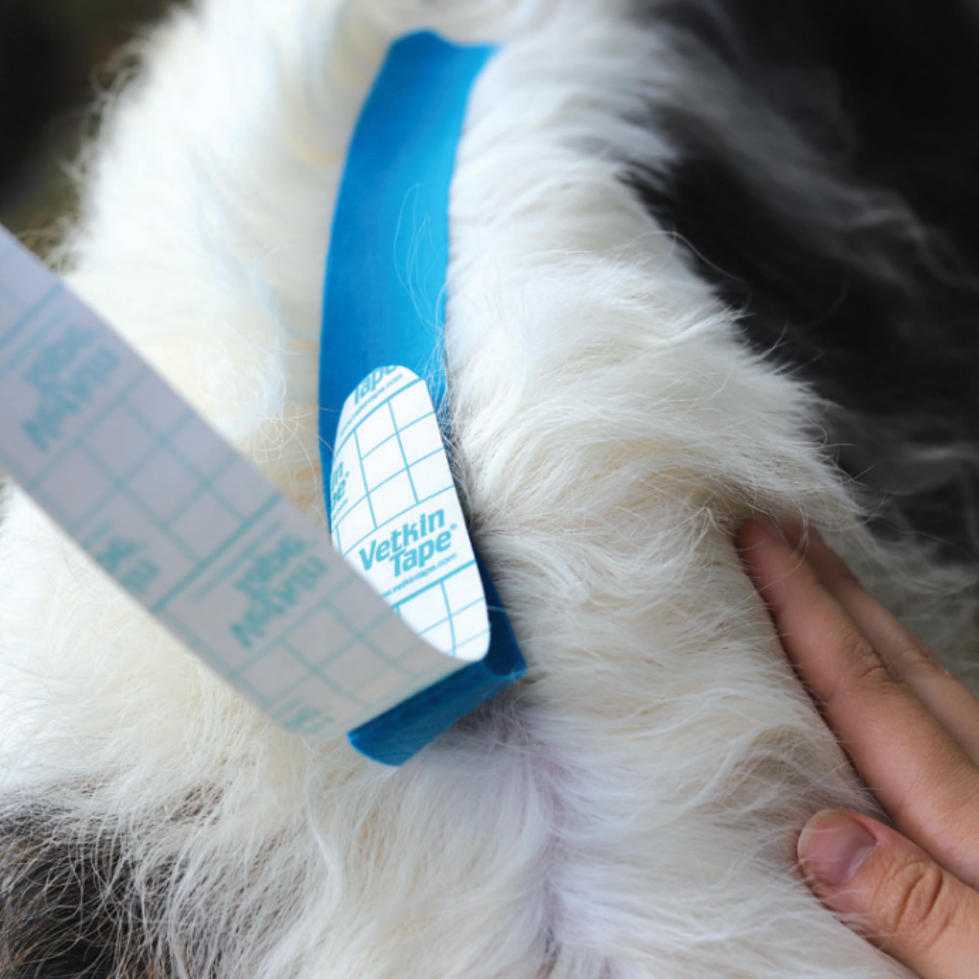 Kinesiology taping for dogs