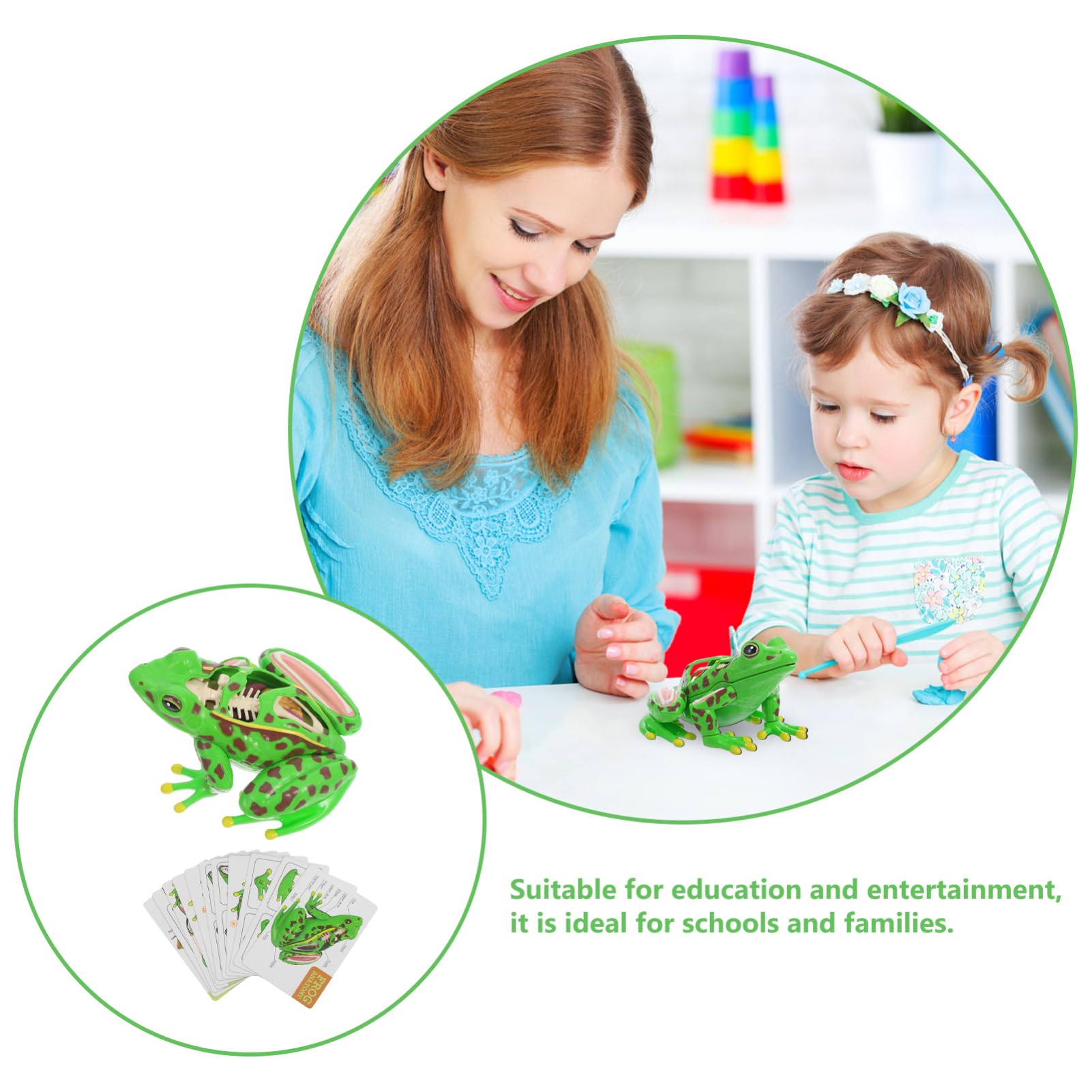 Grenouille Modèle Outils Pour Pour L'Aide À L'Étude D'Anatomie Grenouille Souvenirs Grenouille Anatomie Réplique Réaliste Grenouille Réaliste Grenouille 3D Puzzle Grenouille