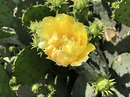 Miniatura 8 de Creation Cultivated - Planta de cactus de tuna oriental (1 almohadilla de corte)  Opuntia humifusacactus vivocactus resistente al invierno - Zona 6