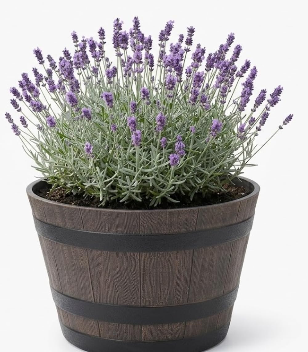 My Square Mile Extra Large Barrel Planter, Dark Brown, Plastic, Rustic Wooden Barrel Effect, 56cm Diameter, 34cm Height, Round