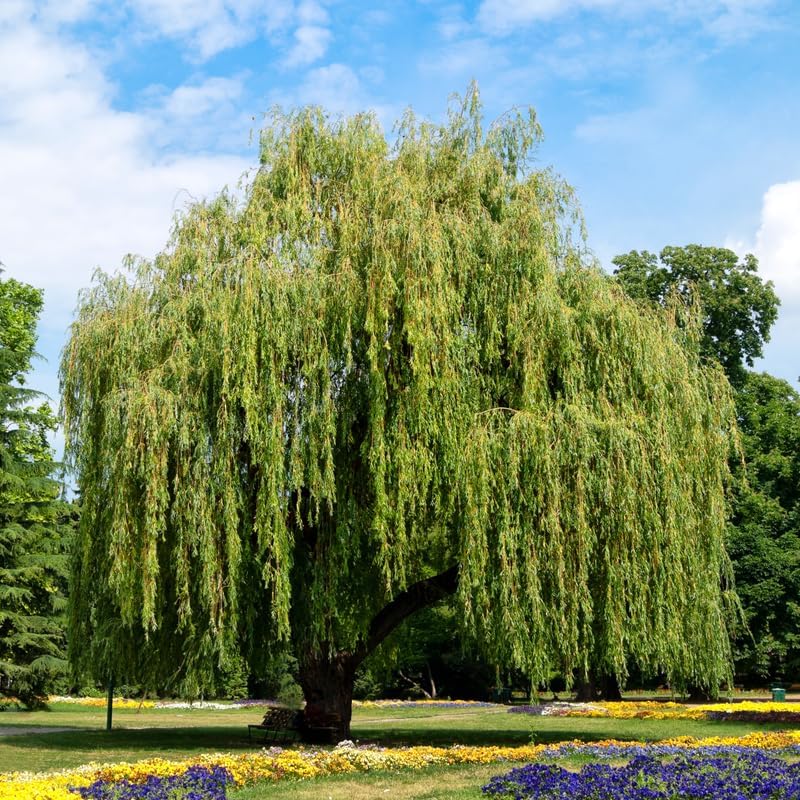 2 Weeping Willow Tree Plants, 1-2ft Tall, Bare Root, Dormant, Live Willow Saplings for Outdoor Planting