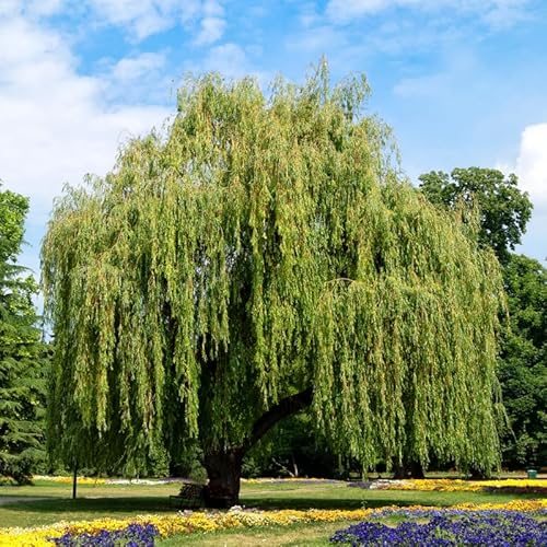 2 Weeping Willow Tree Plants, 1-2ft Tall, Bare Root, Dormant, Live Willow Saplings for Outdoor Planting