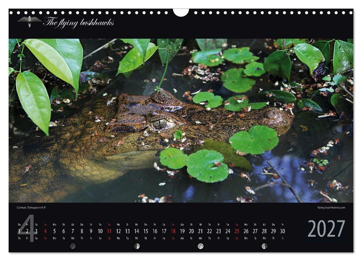 Costa Rica Blickwinkel 2027 (Wandkalender 2027 DIN A3 quer), CALVENDO Monatskalender: Costa Rica - flying bushhawks Blickwinkel Kalender (CALVENDO Orte)