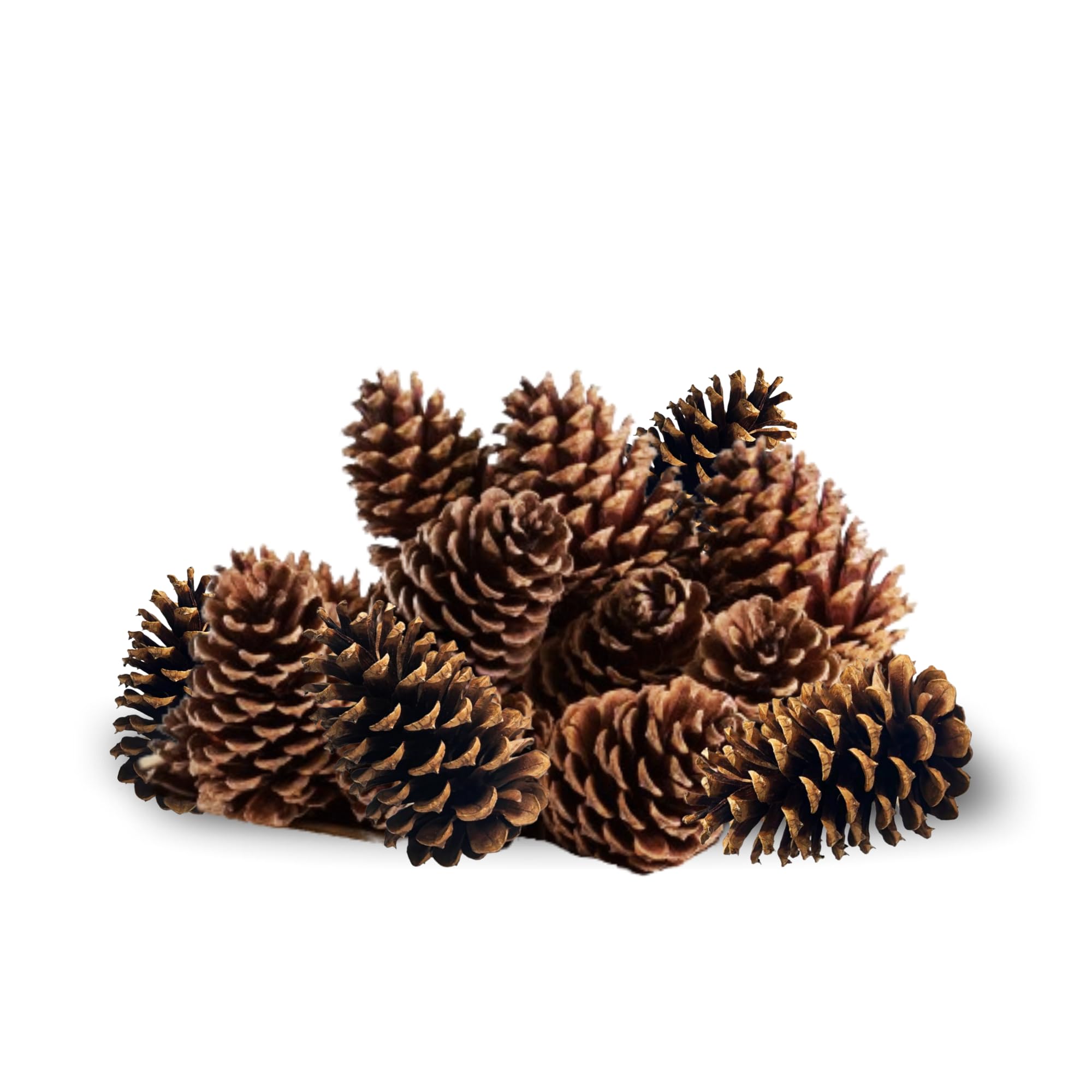 12 Pack - Natural Pine Cones 4 to 6 inches, Rust Ornaments for Christmas Tree, Crafting, and Home Accent Decor Pine Cones - Unscented & Natural (12)