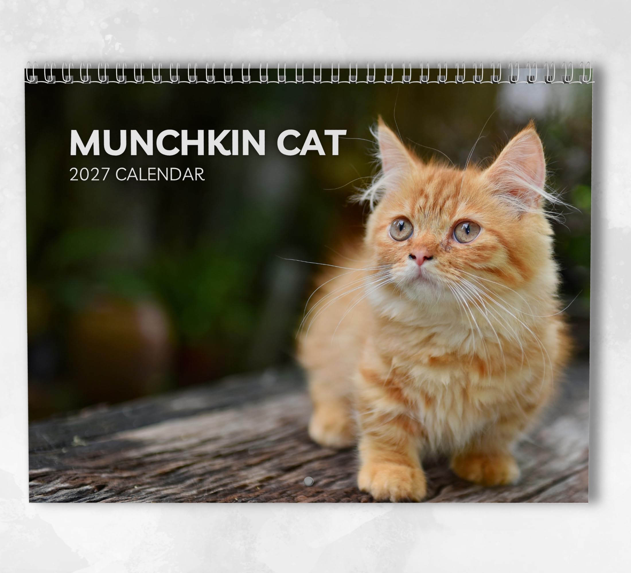 Munchkin Cat Calendar 2027: Monthly Wall Calendar with Notes, Hanging A3 Size, Includes key dates & holidays