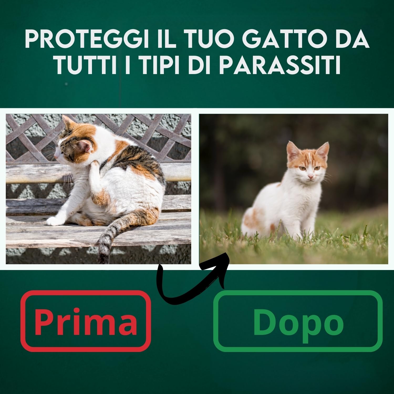 DISANE 2 Pipette Antiparassitarie per Gatti Naturale | 2 Mesi di Protezione Contro Insetti e parassiti: pulci, zecche e zanzare | Formulato sotto Controllo Veterinario Senza Tossicità per Il Gatto