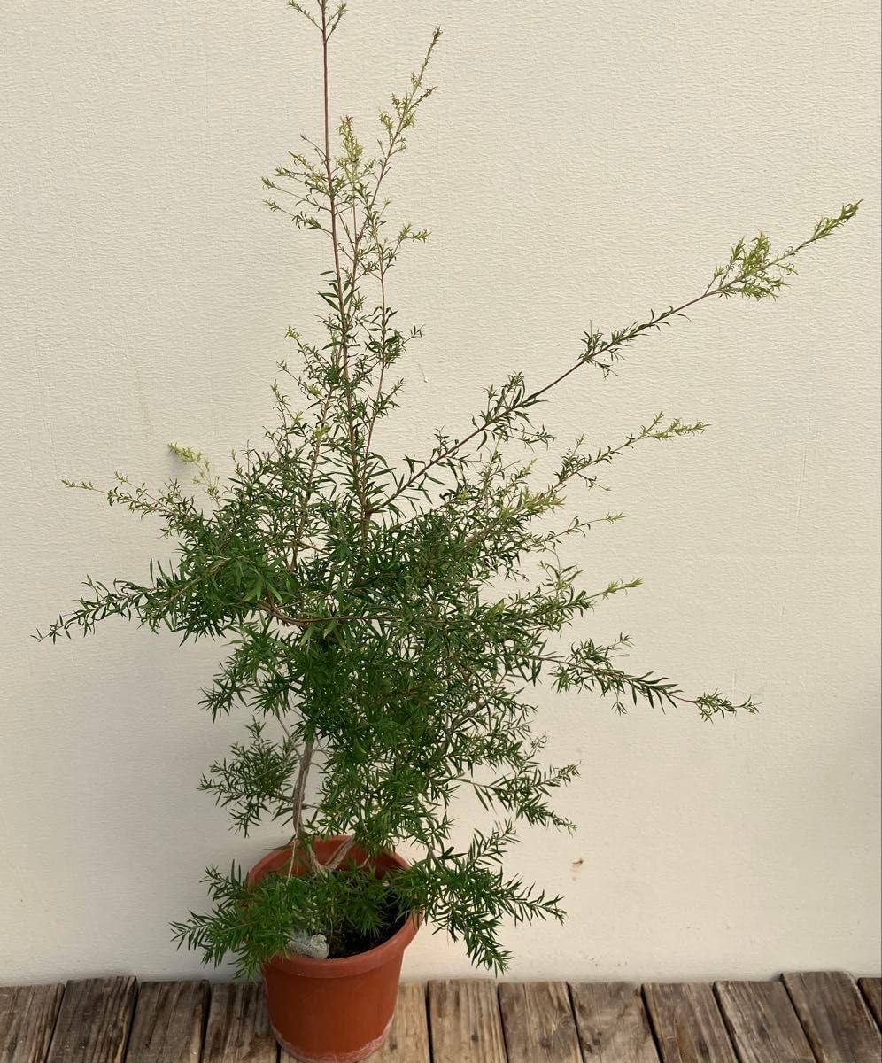 希少 オリーブ オリーブの木 カヨンヌ 7号 鉢下から高さおよそ90cm