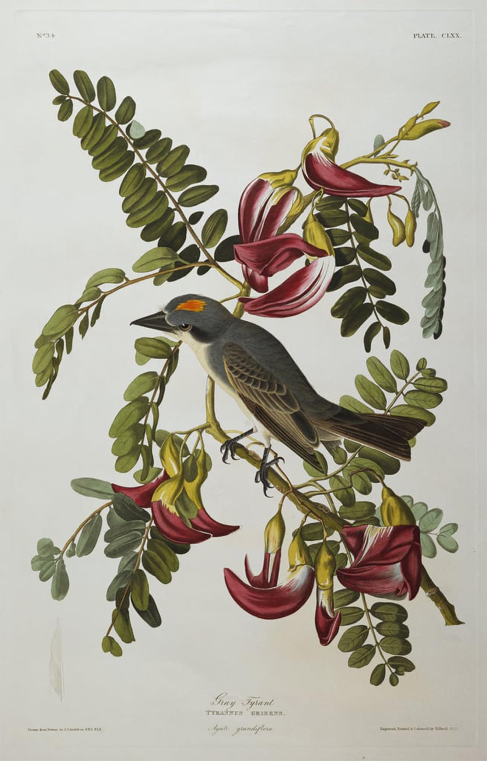 SERENDIPITP Abstract Painting Mural Print Picture Wall Decor Painting Gray Tyrant Gray Kingbird by John Jamess Audubon Vintage Wall Artwork for Home Decor 60x90cm