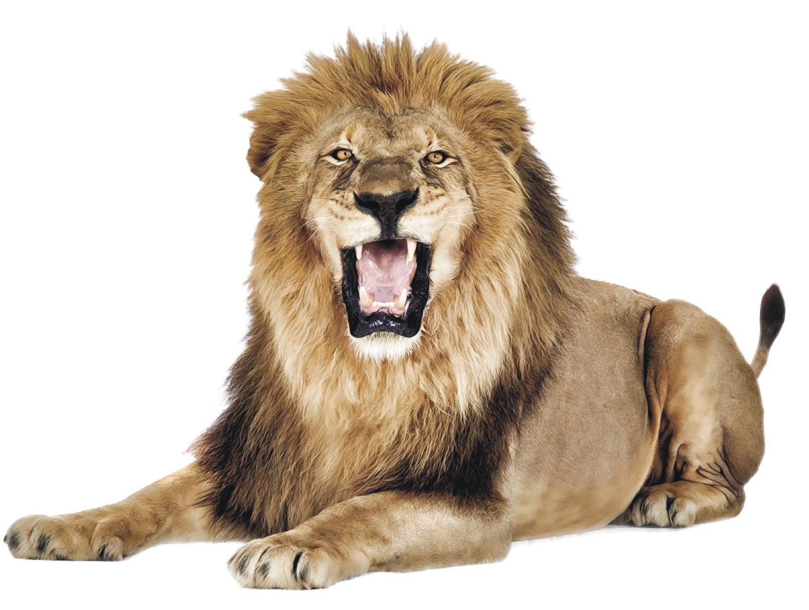 See full amazon price history chart for The Lion, Wall Sticker| for Bedroom, Drawing Room, Living Room, Kids Room, Home| Multicolor, Size:- 72 cm X 45 cm The Lion, Wall Sticker| for Bedroom, Drawing Room, Living Room, Kids Room, Home| Multicolor, Size:- 72 cm X 45 cm (B09LV9CSW6) Amazon Price History, Amazon Price Tracker