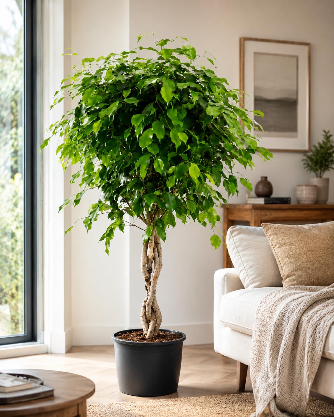 Birkenfeige Ficus Benjamina Exotica Stämmchen ca.120 cm – Pflegeleichte Zimmerpflanze für Zuhause – Dekorative Grünpflanze, Ideal für Wohnzimmer & Büro – Luftreinigend & Robust