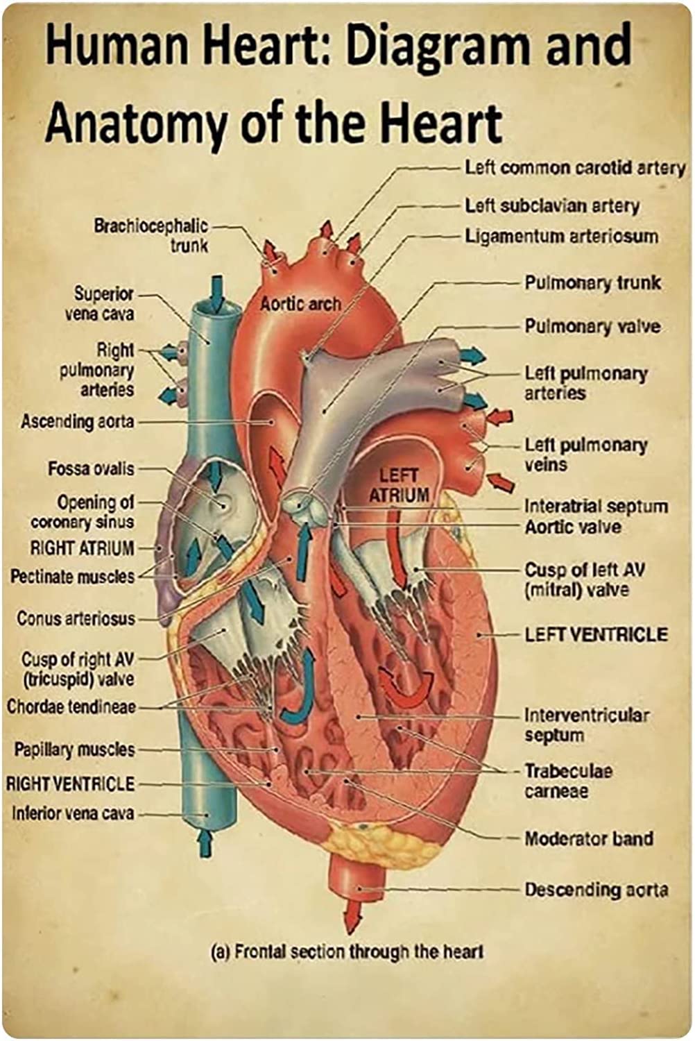Haosensix Human Heart Knowledge Metal Tin Sign Diagram And Anatomy Of The Heart Vintage Poster Doctor's Office Guide Retro Plaque Clinic Hospital Room Wall Decor 8x12 Inches