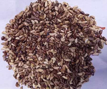 EasySeeds Napier Grass seeds, Elephant Grass seeds, Fodder, Pennisetum purpureum seeds, Uganda Grass Seed Pack of 75gm (Approx. 675 seeds per packet)