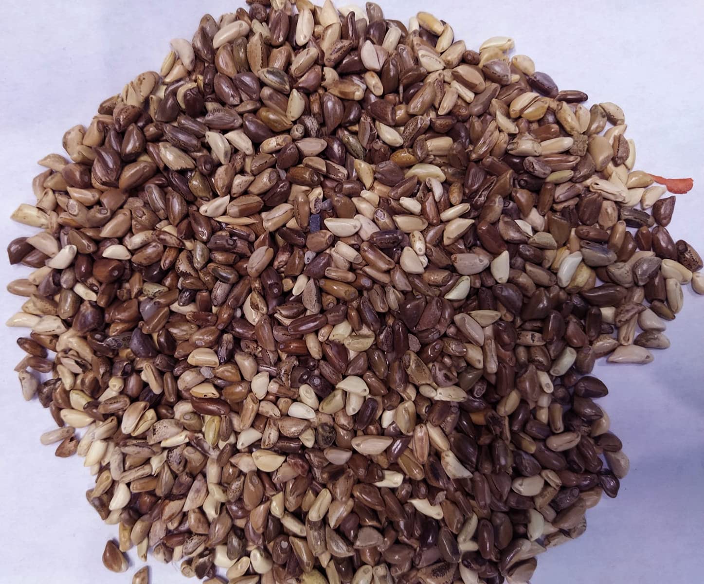 EasySeeds™ Napier Grass, Elephant Grass, Fodder, Pennisetum purpureum, Uganda Grass Seed Pack of 1Kg (Approx. 9000 seeds per packet) (B09FZPJJHC) Amazon Price History, Amazon Price Tracker