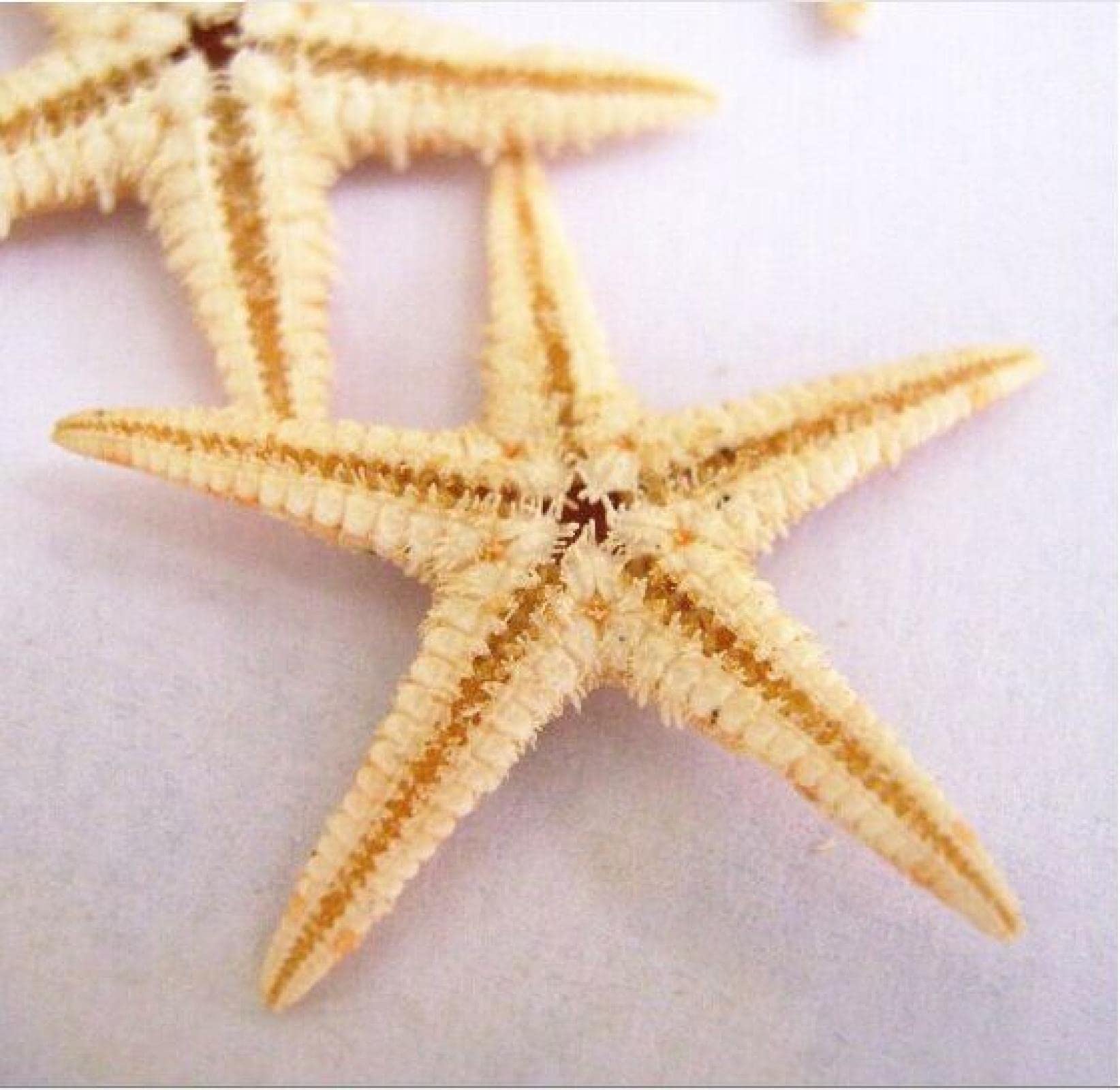Coquillages de mer et étoiles pour votre décoration de mariage créative et DIY