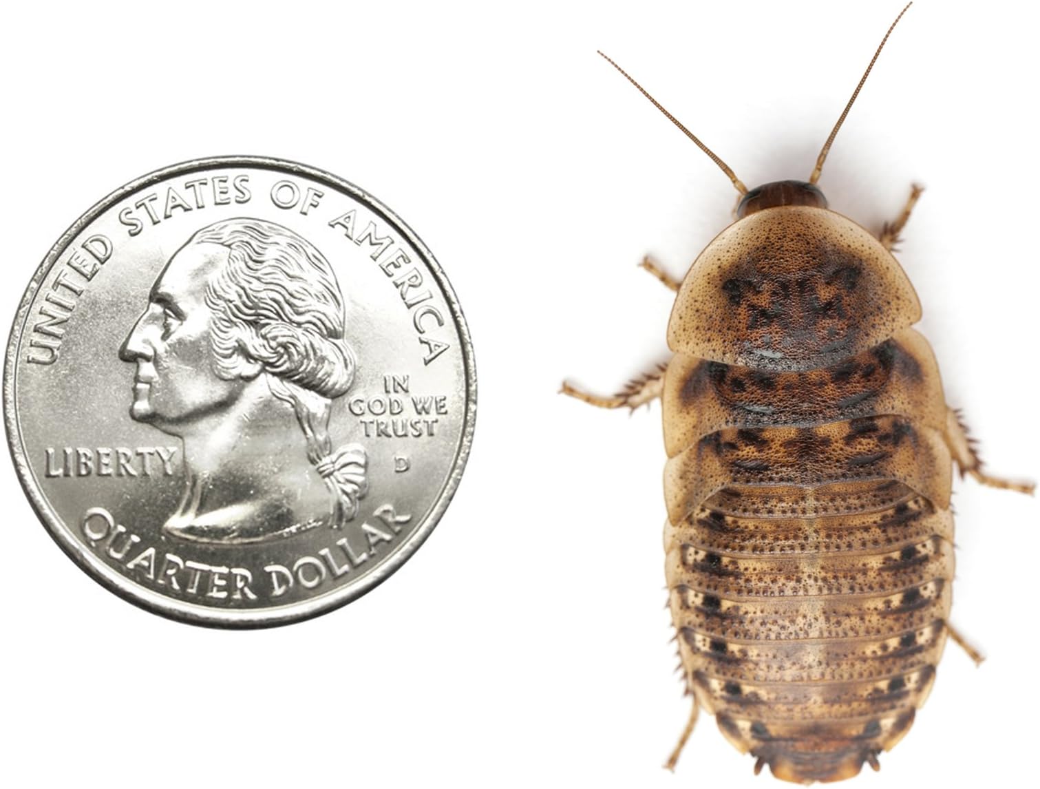 Dubia Roaches XL Mixed Group