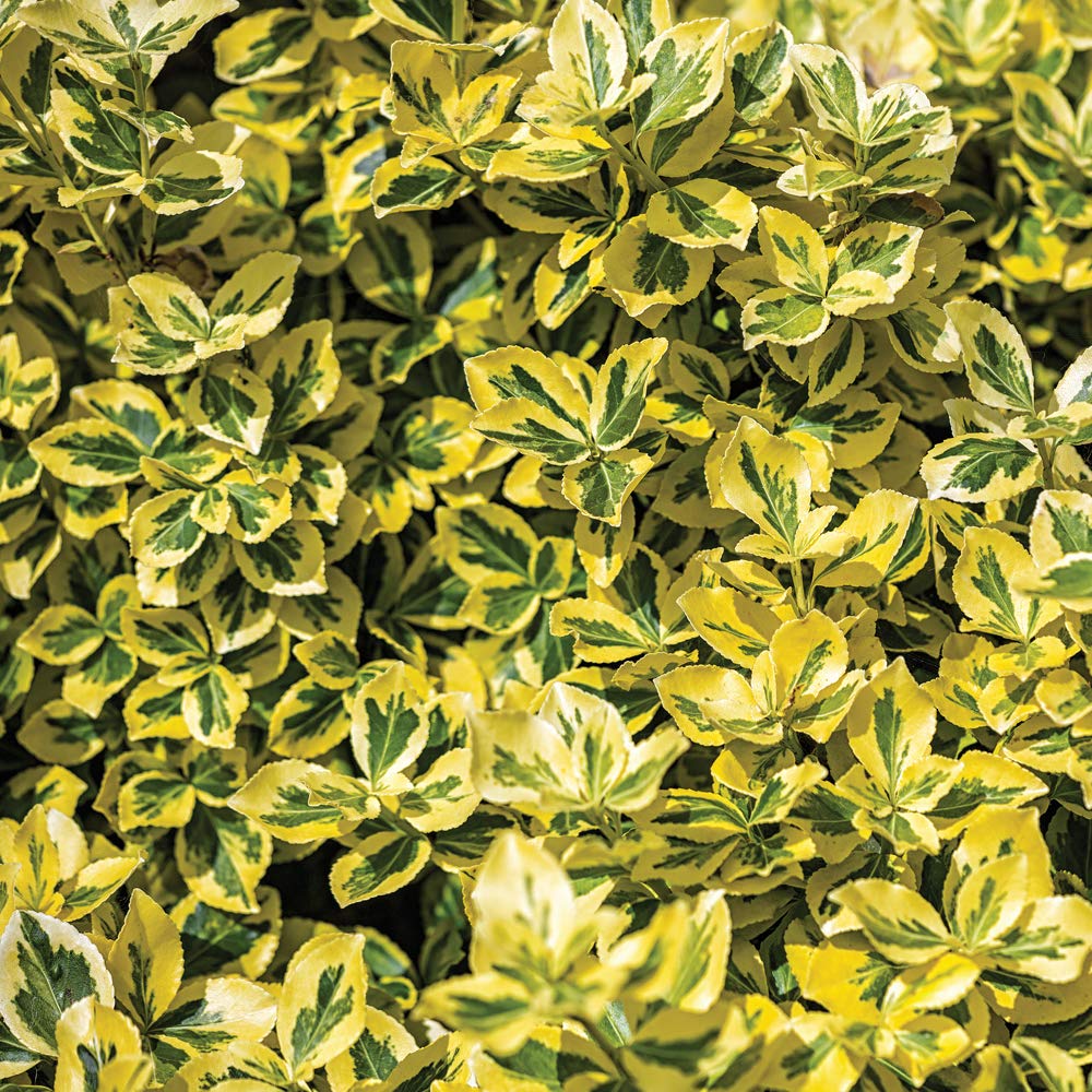 Euonymus Emerald & Gold Garden Plant Hardy Evergreen Shrub Garden Plants Easy to Grow Your Own 1x 9cm Potted Plant by Thompson and Morgan