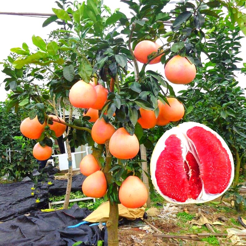 No CA, Grafted Red Pomelo Plant, Live Pumelo Tree Grapefruit Tree Live Plant, Red Grapefruit Tree Plant, 2 to 3 Ft Tall in Pot, Live Grapefruit Plant