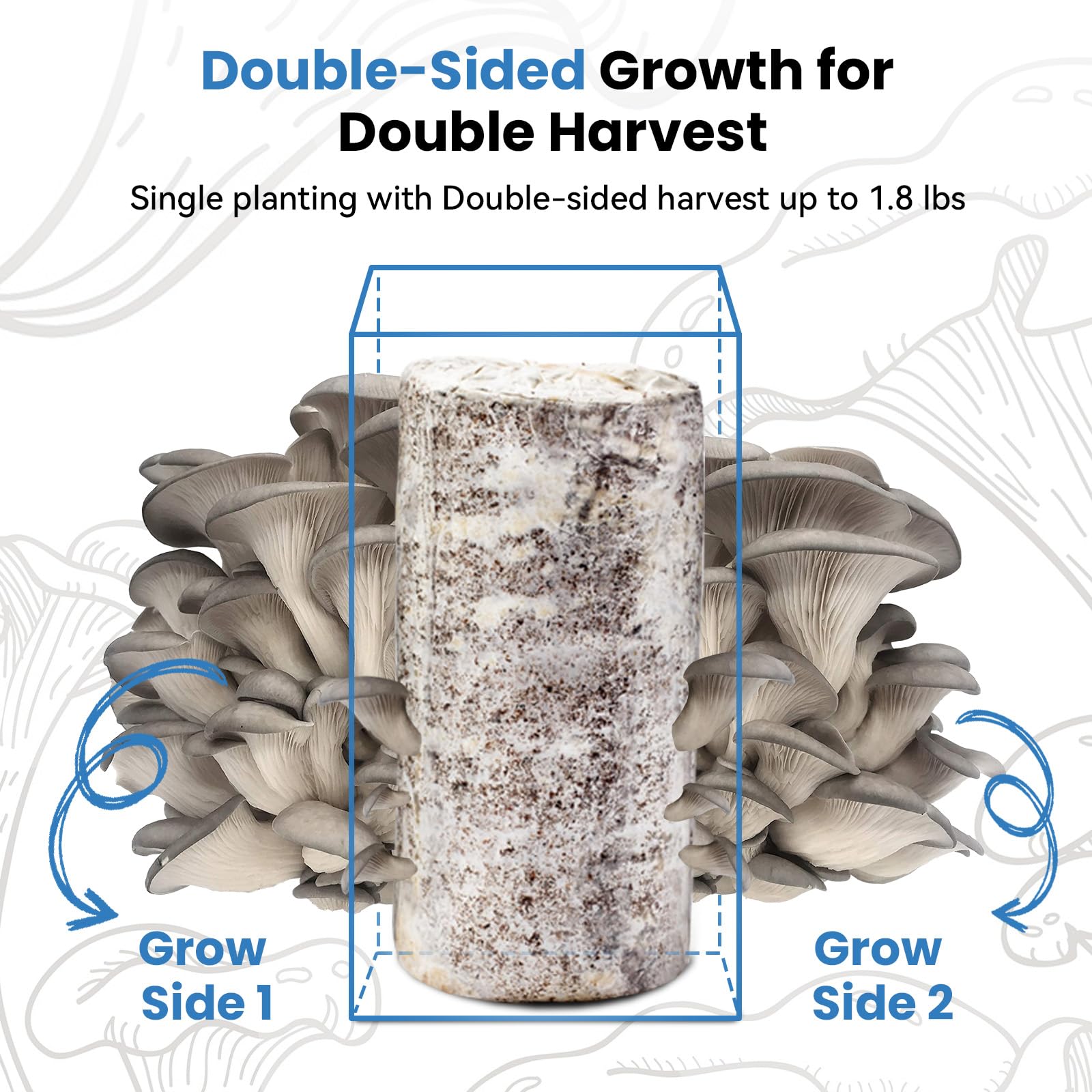 Kit de culture de pleurotes comestibles biologiques de 1,8 kg, fabriqué aux États-Unis, kit de culture de champignons double face en intérieur, récolte des champignons gastronomiques en 10 jours
