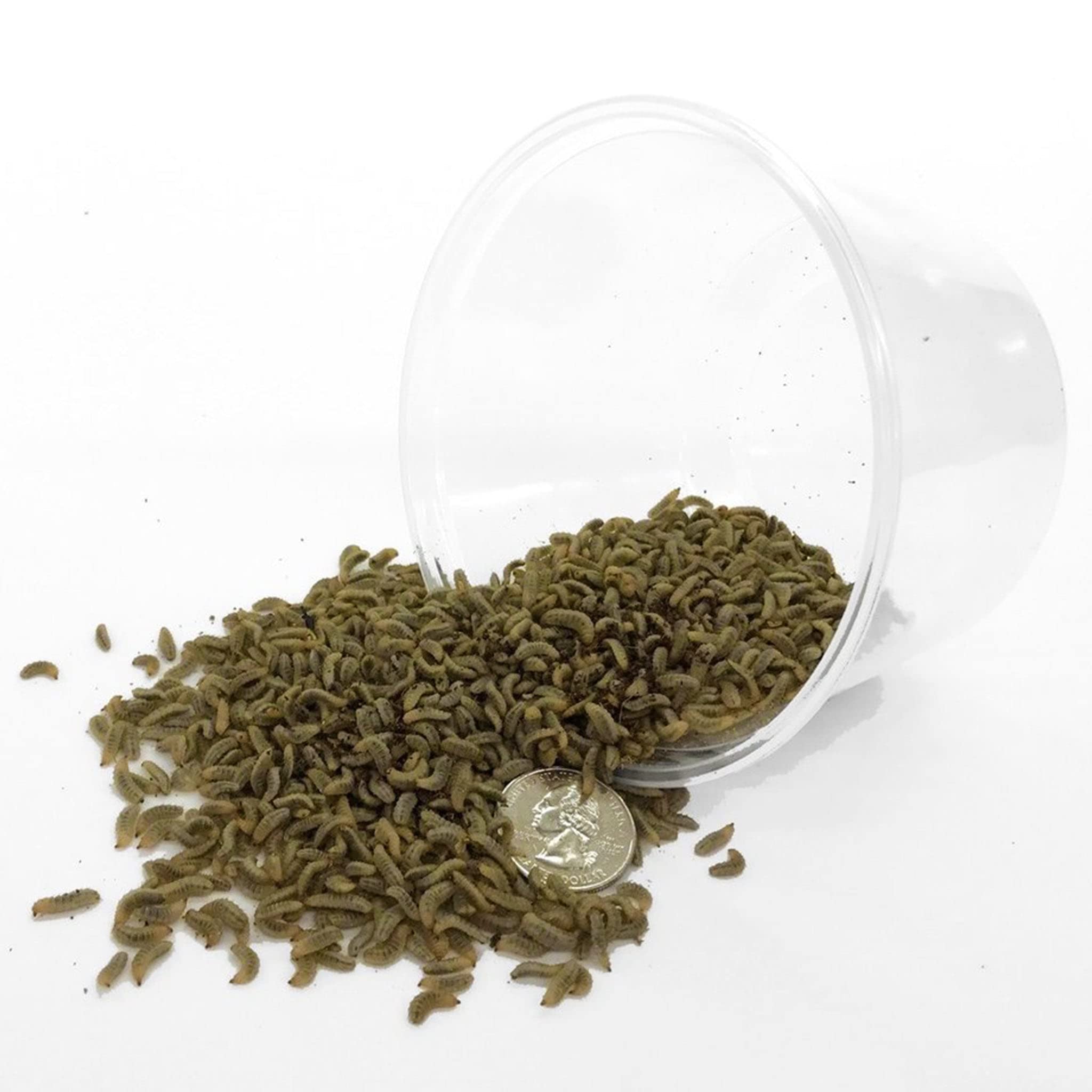 Symton Small Feeding Grade Black Soldier Fly Larvae (2000ct)