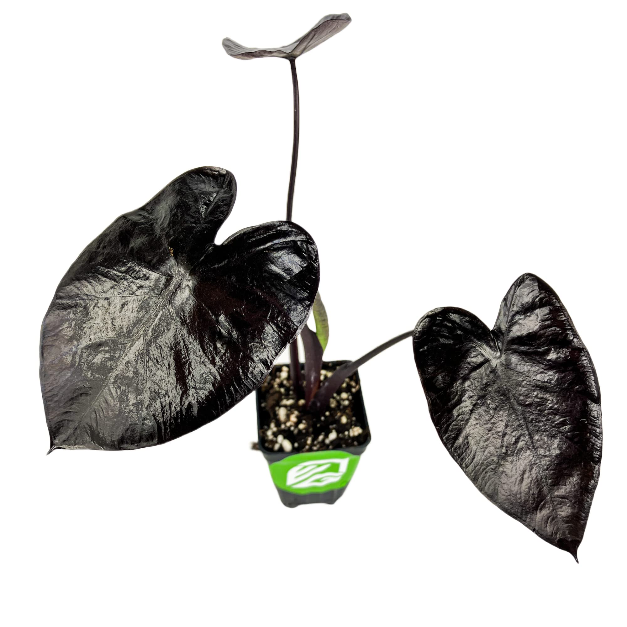 Buy Electric Blue Gecko Elephant Ear Live Colocasia Online at desertcartSri Lanka