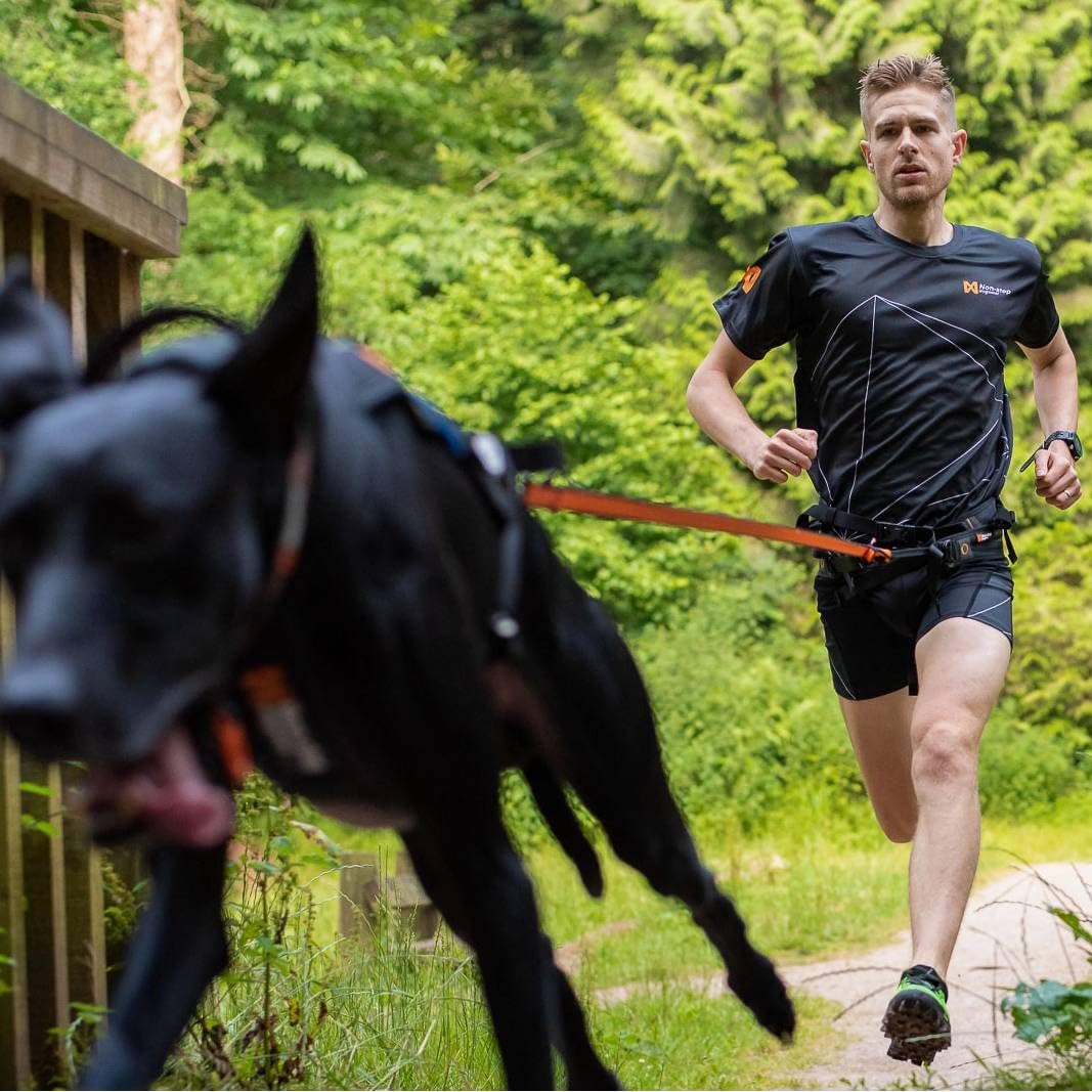 Non-stop dogwear Bungee Leash LTD | Leine für bikejøring, Scootering und skijøring | 1644 | 2,8m | Farbe:blau