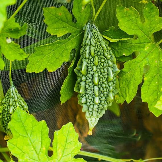 Premium Bitter Gourd Seeds for Planting 25 Non-GMO Heirloom Seeds - High-Yielding, Authentic Flavor