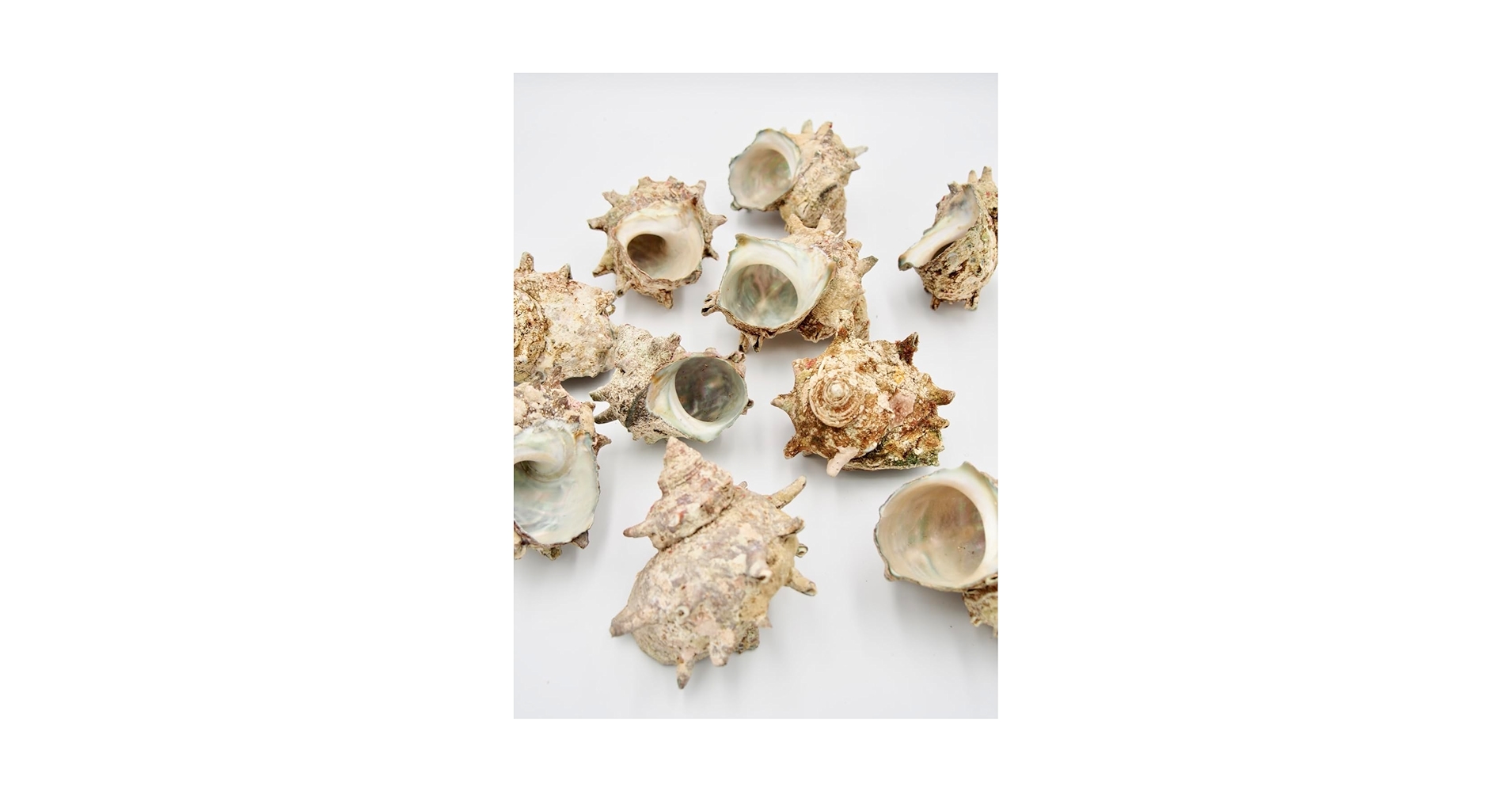 Amazon.co.jp: 【貝殻の問屋さん】日本海産 栄螺(サザエ)(貝殻のみ