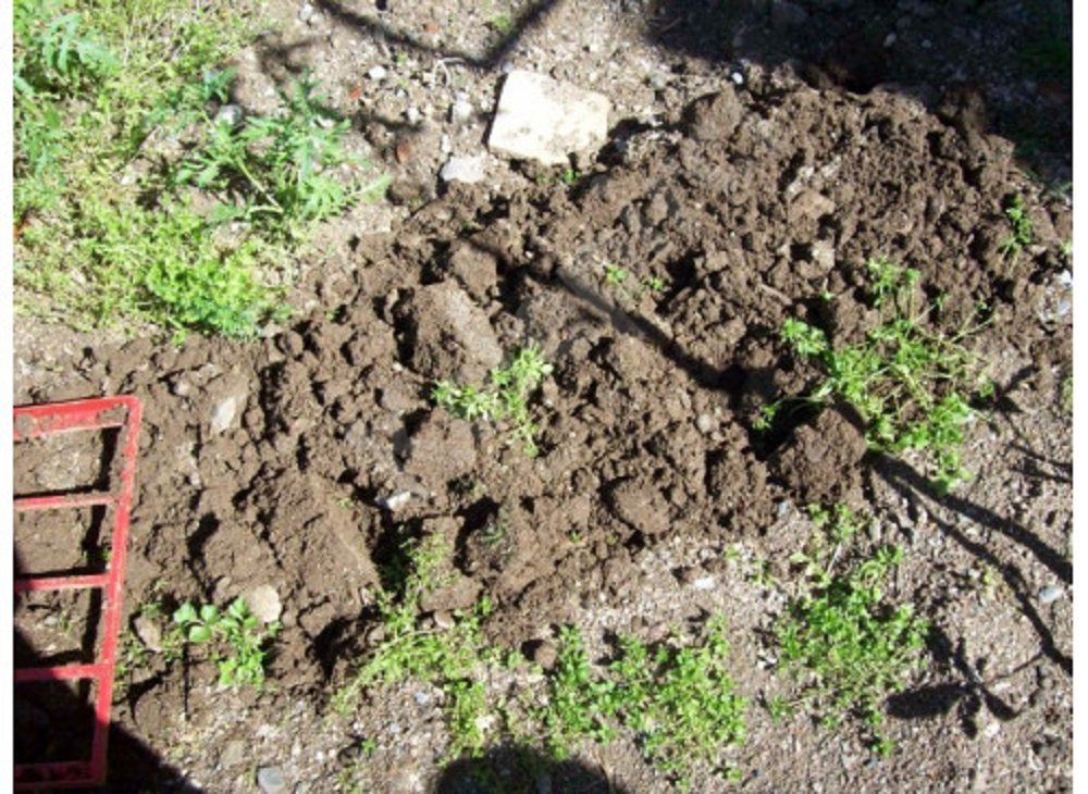 Doppia grabe forcella 4 denti FORCA Boden Ventola Doppia Tomba Forchetta Doppia Forcone Bio – Rastrello da giardino dispositivo Forcone Zappa coltivatore