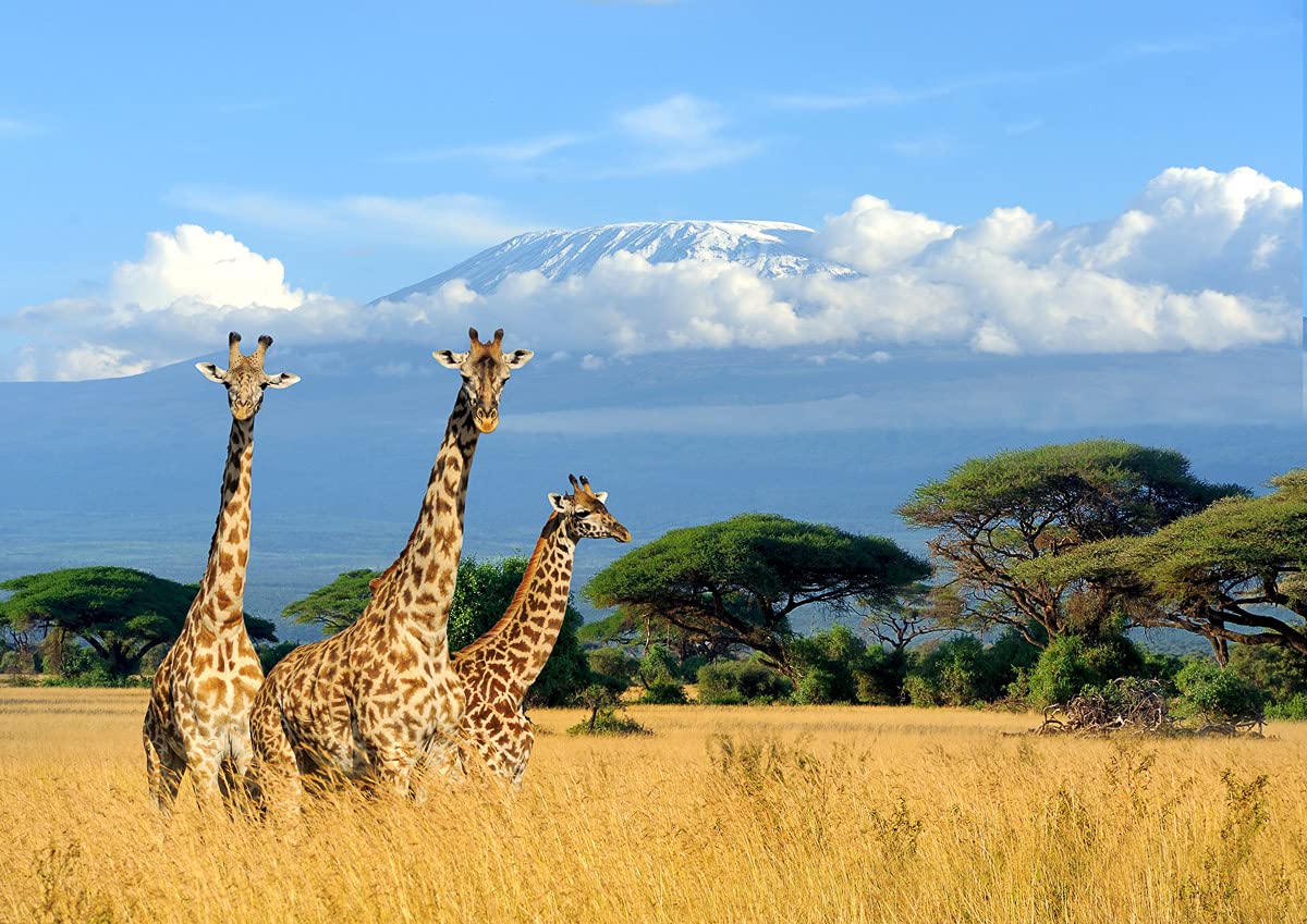 Papier peint photo girafe Kilimandjaro pour une chambre style safari