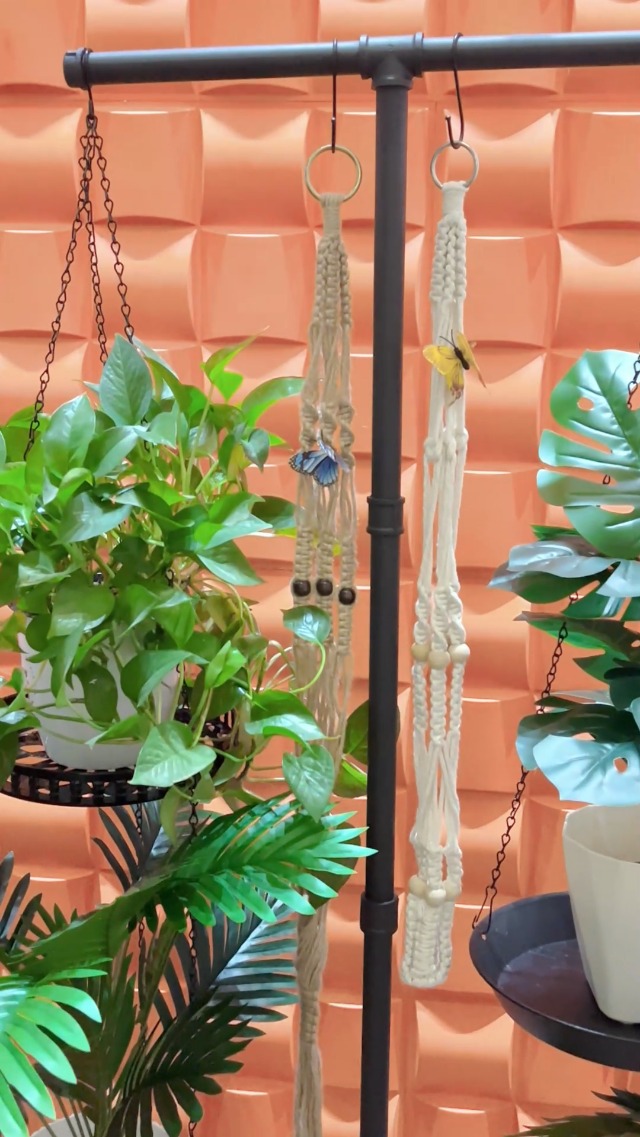 buy glowee snake plant Snake Plant 'Starlight' main image 0