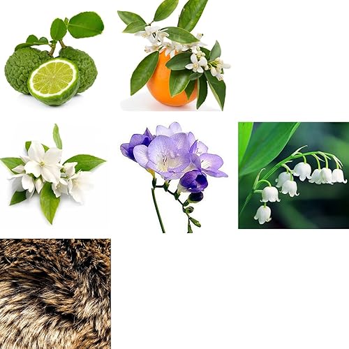 Miniatura 3 de Rachel Zoe Instinct - Mini spray Eau de Parfum de 0.34 oz  Perfume femenino perfectamente equilibrado para mujeres  Despierta los sentidos con un