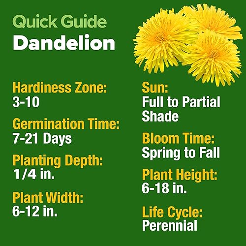 Miniatura 5 de HOME GROWN Semillas de diente de león para plantar 600 semillas de hierbas medicinales tradicionales ( 0.01 oz). Cultiva hojas y flores comestibles