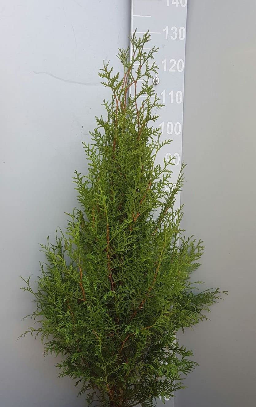 20 Thuja Brabant 100-125cm ohne Wurzel gemessen frisch vom Feld Gartenhecke  Heckenpflanzen Immergrner Lebensbaum Wurzelware : Amazon.de: Garten