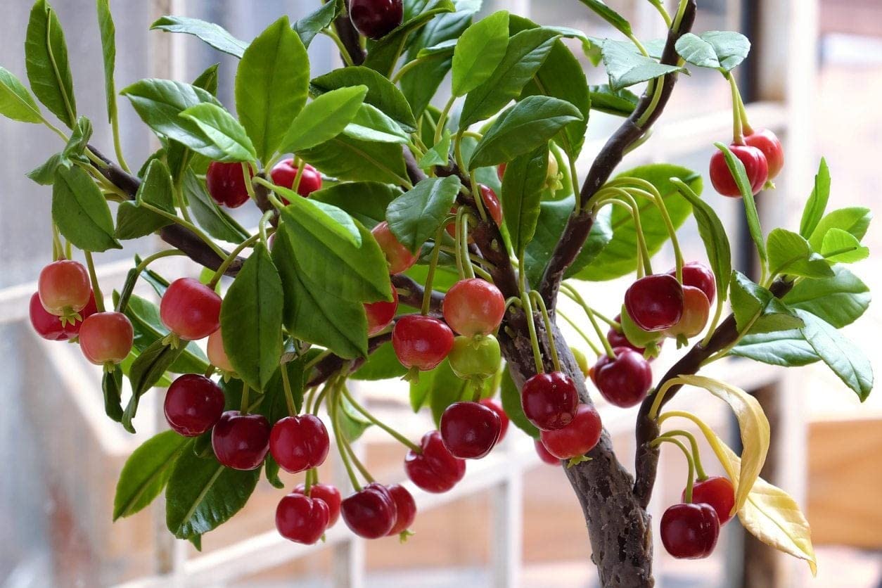 Natura GreenHouse Live Plant Dwarf Sweet Cherry Fruit Barbados Exotic (1 Healthy Live Fruit Plant) (B0C5RWQG79) Amazon Price History, Amazon Price Tracker