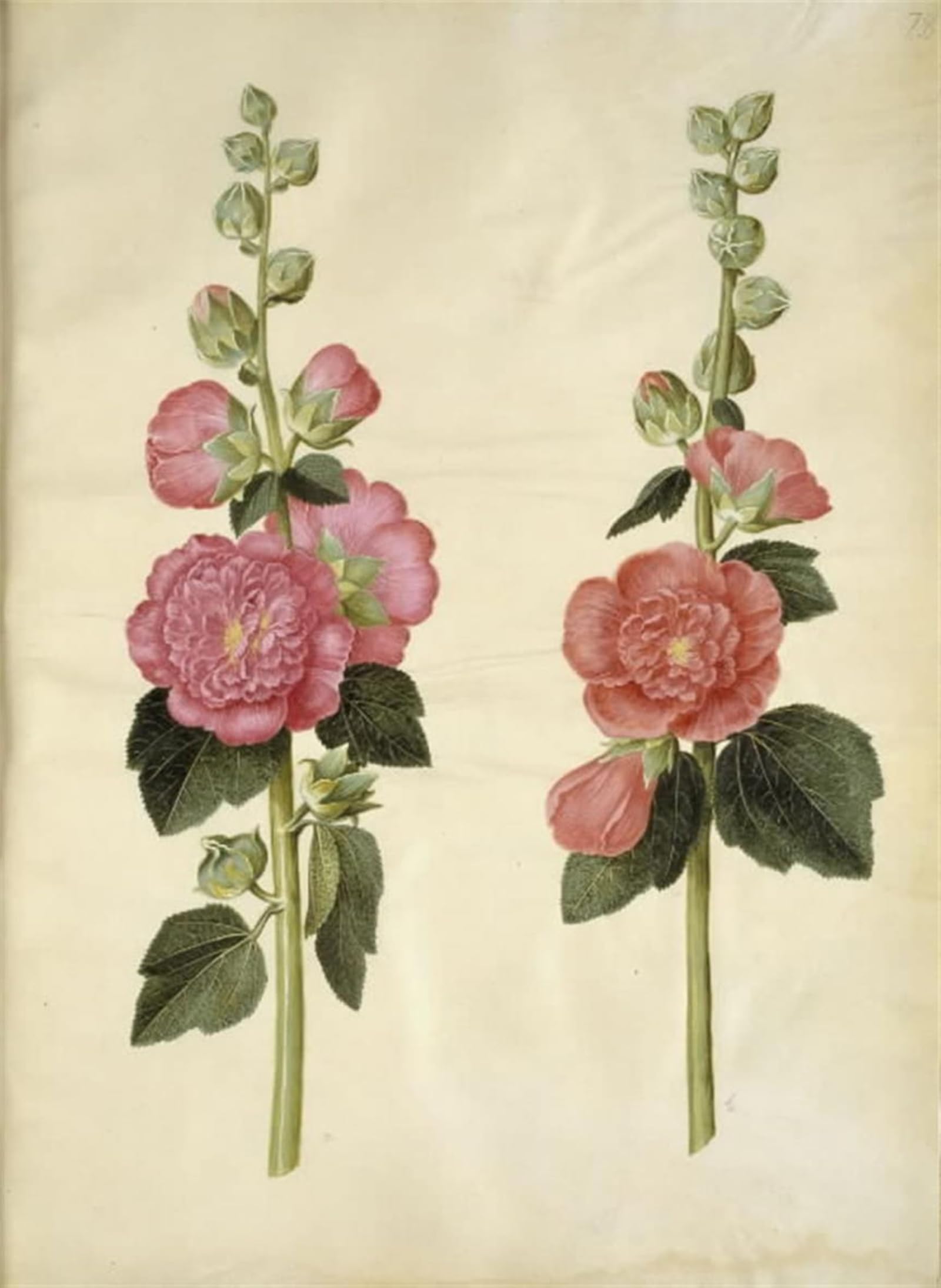ARTXLXXBN Famous Art Print Poster Vintage Wall Art Alcea Rosea by Hans Simon Holtzbecker Canvas Art Poster for Home Decor 60x90cm