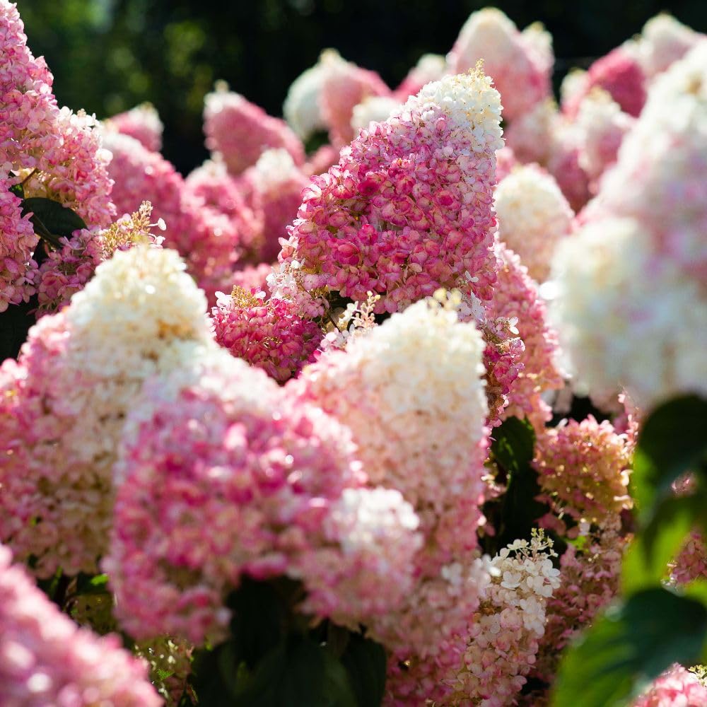 Hydrangea paniculata Living Strawberry Blossom | Stunning Cone-Shaped Blooms Transitioning from Creamy White to Strawberry Pink | Long-Lasting Summer Display | 12cm Pot Size | Thompson & Morgan