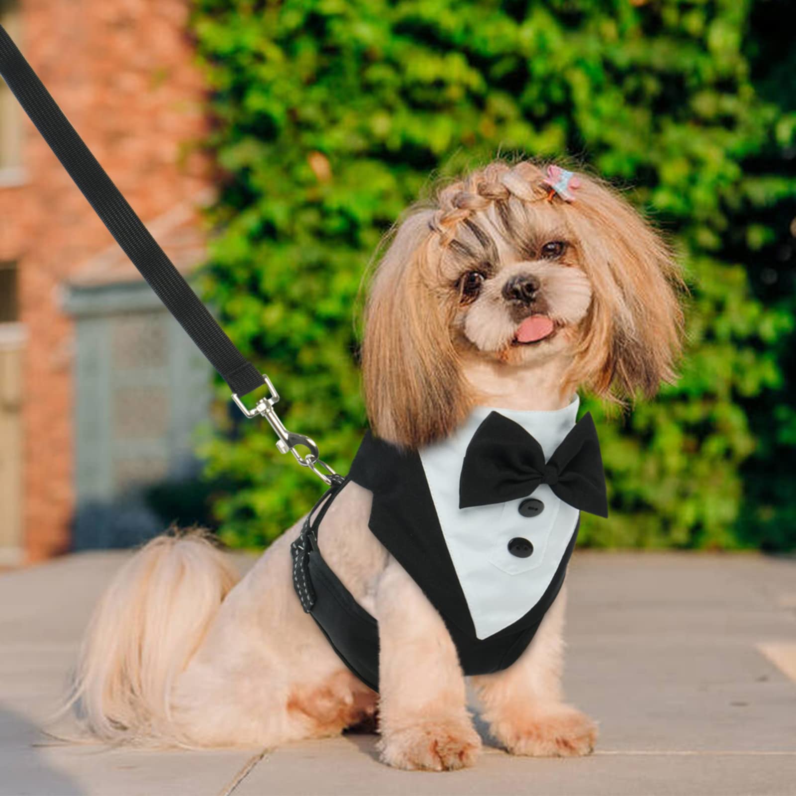 Dog harness for wedding 60 photos - Astyledwedding.com Dog harness for wedding 60 photos - Astyledwedding.com