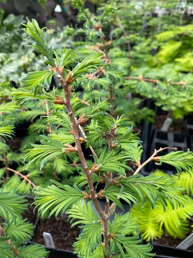 Metasequoia glyptostroboides 'Self Prune' Dawn Redwood Tree 8” Tall 1 Year