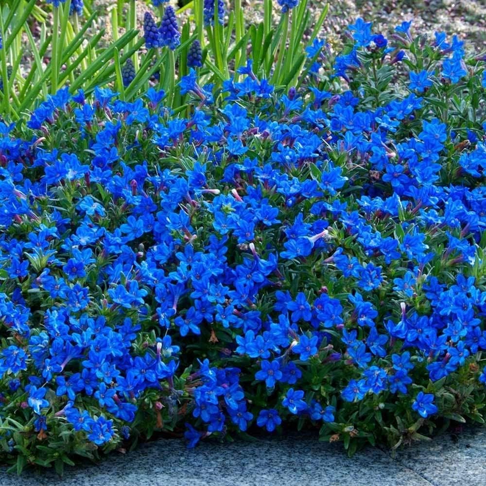Carbeth Plants Lithodora Heavenly Blue Plant in 3L Pot