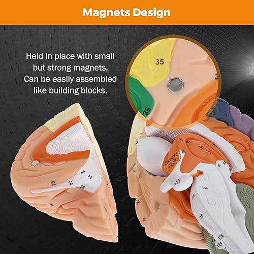 Miniatura 5 de BEAMNOVA Modelo de cerebro humano 2 veces tamaño real para la enseñanza de neurociencia con etiquetas Modelo de anatomía para el aprendizaje de
